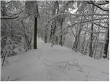 Pikovnik - Sveti Vid (Vidovska planota)